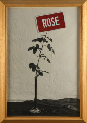 Rose – DUCORROY Joël